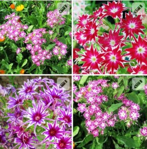 ���������� ��������: ����� ��������� ��� ������ �����