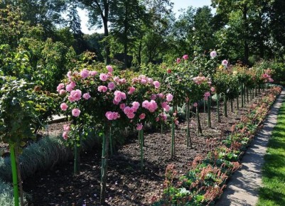 ���� �� ������: ������� �������� ������� ��� ������ ����