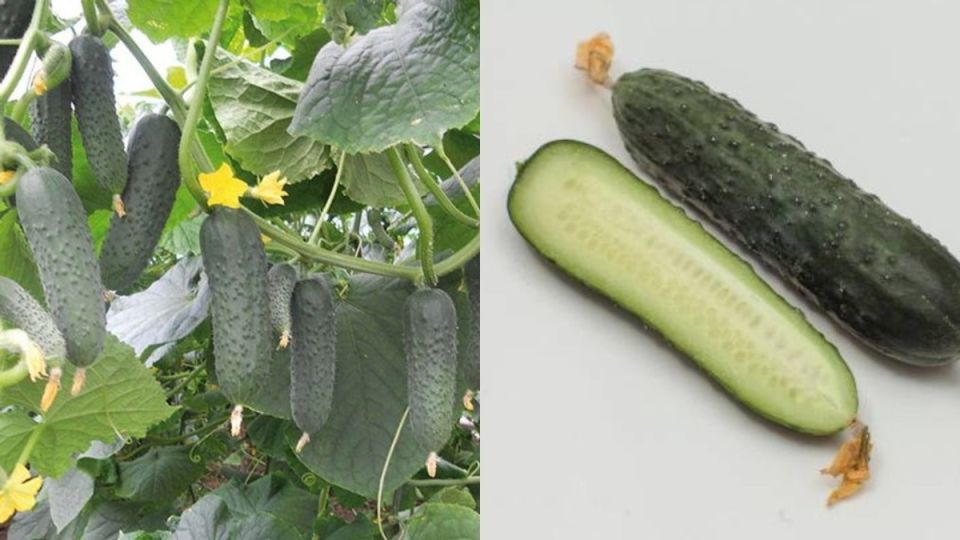 ��� ������ ������ F1 �������� ������� ���� � ��������� ������������