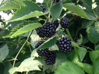 Когда и как обрезать ежевику для максимального урожая