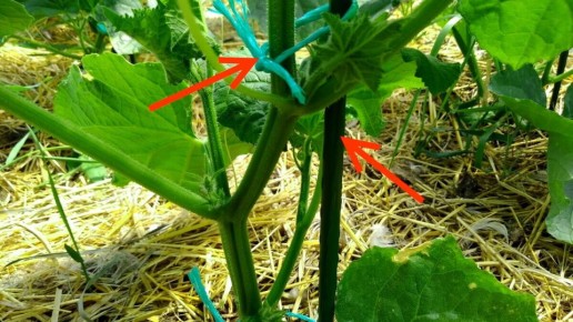 ������� �������� �������: ����� ������� ��� ���������