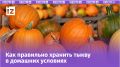 Тыковая сказка осени: как выбрать идеальную тыкву и сохранить все её полезные свойства