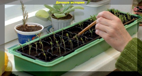 Как успешно вырастить рассаду: секреты и советы для начинающих