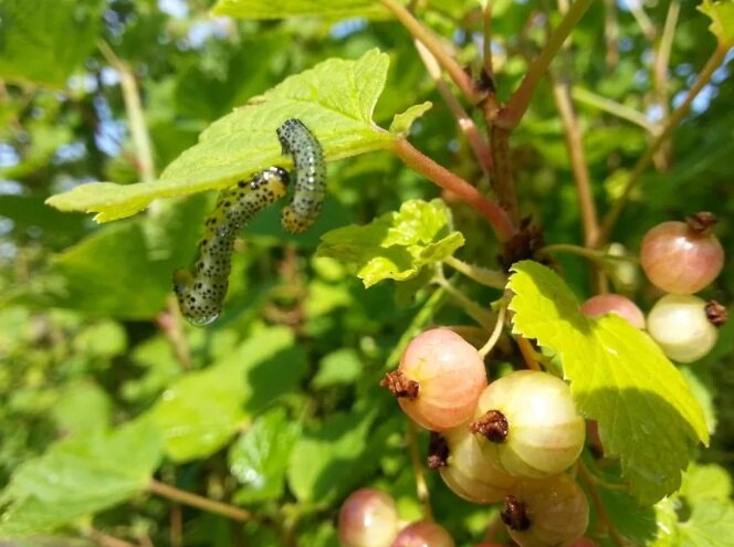 Эффективные стратегии борьбы с гусеницами пилильщиками на ягодных кустах