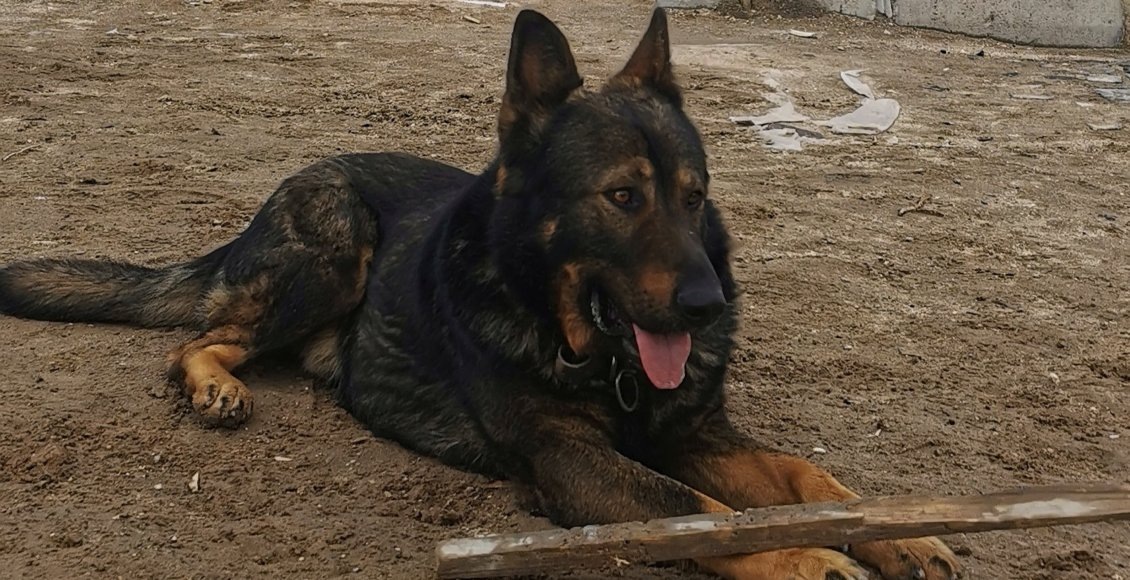 В России предложили увеличить штрафы за жестокое обращение с животными до миллиона рублей