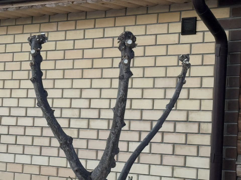 ��������� �����������: ��� ������� ���� ���������� ��� � ������������ ������