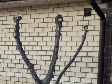 ��������� �����������: ��� ������� ���� ���������� ��� � ������������ ������