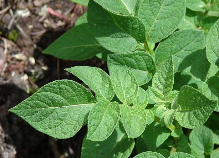 ����� ������ �� ���������: ������������� ����� �������