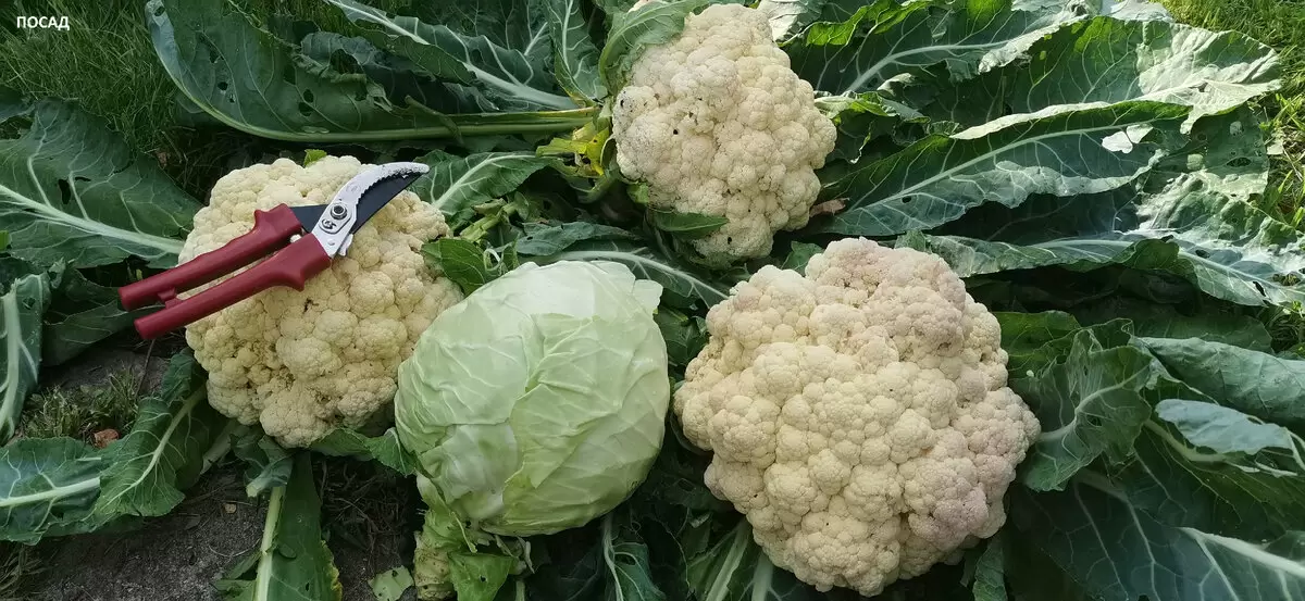 Как вырастить здоровую капусту: секреты успешной рассадки