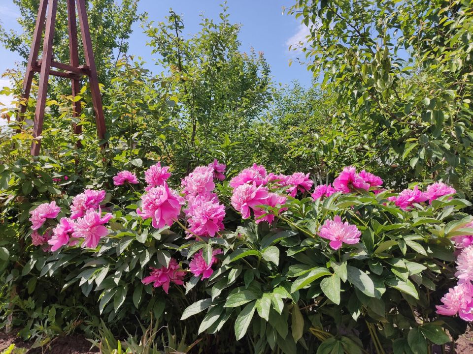 ��� ������������ ���������� �������: �������� �� ������ � ���� �� ��������