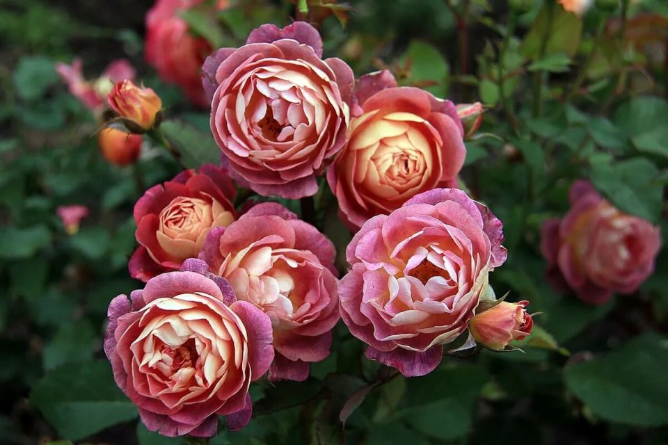 ������������ ����� ���: �������� ��� ��������� �������