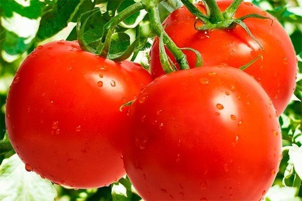 ������ ������� ��������: ������� �������� ������ � ����������� ������