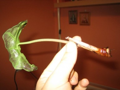 ����� ��������� ����������� ��������