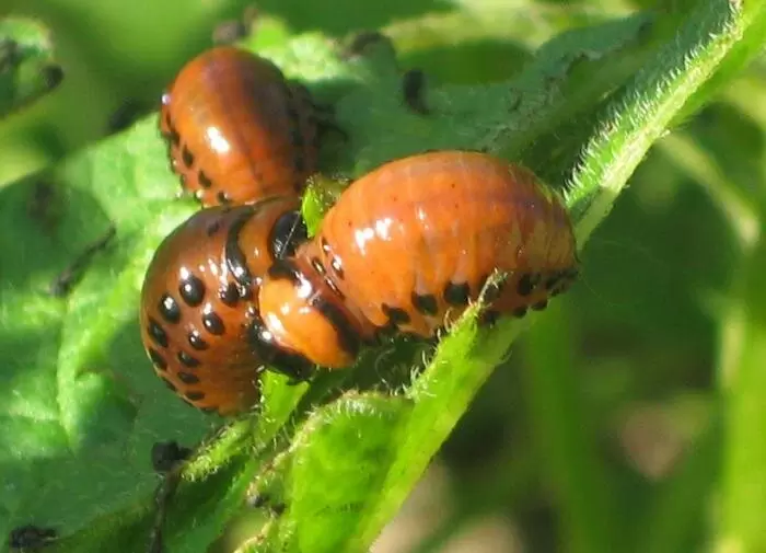 Как защитить ваш урожай от колорадского жука: секреты и советы