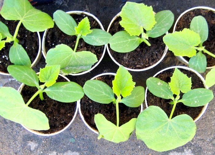 ��� ��������� ���������� ������� ����� ���������: ������ ��� ��������� �����