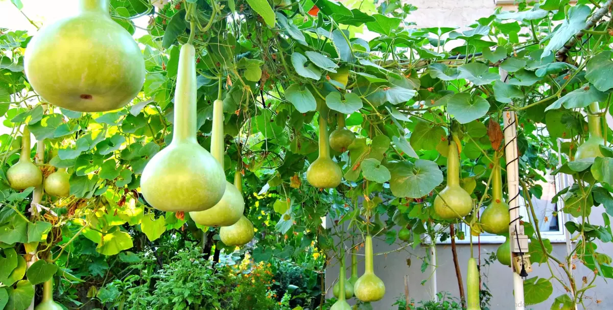 Лагенария: секреты быстрого роста в домашних условиях