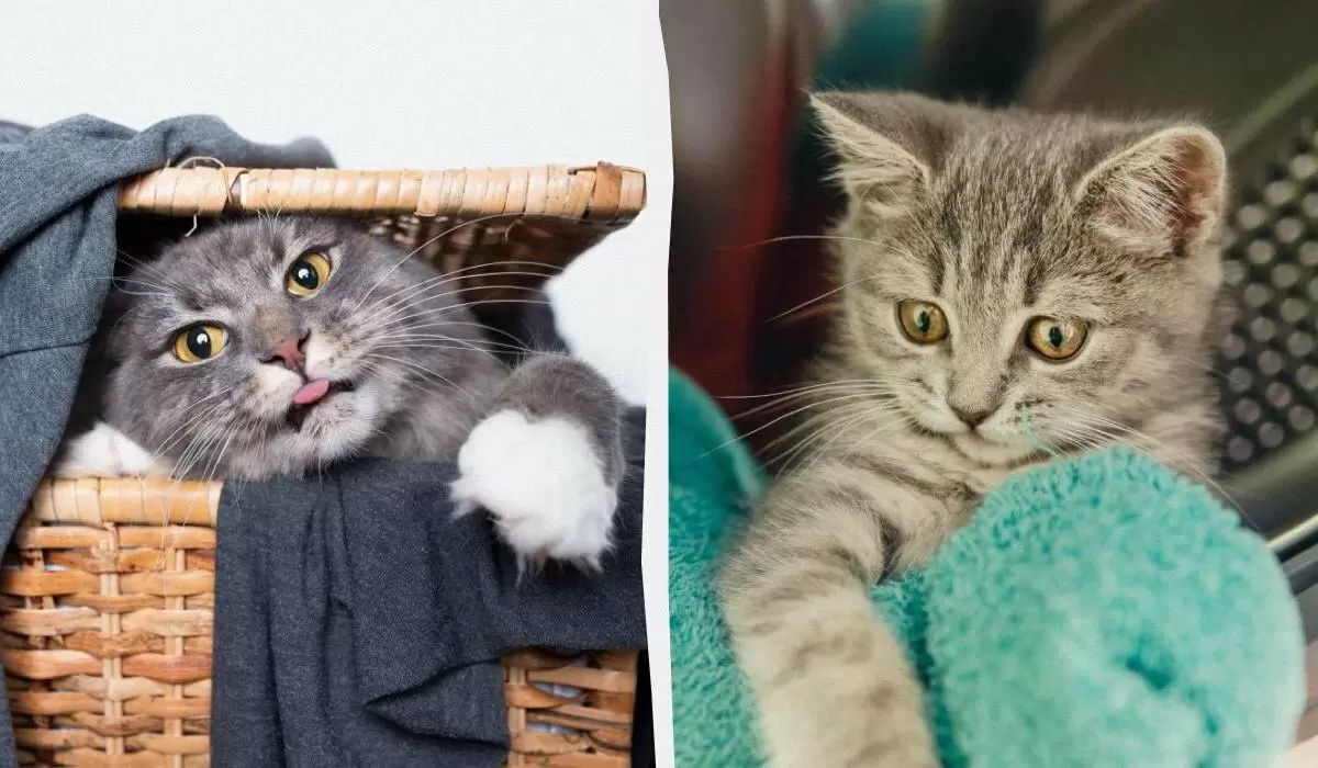 Почему кошки обожают чистое белье: секреты их притяжения