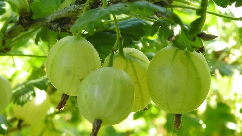 ��� ������������� ������� ����������� ������ ���������� �����