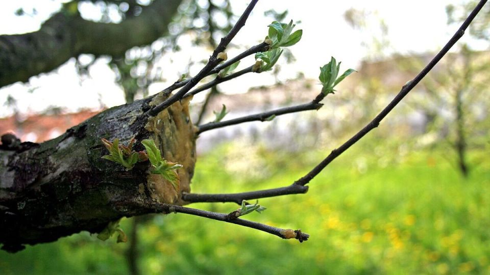 ��� �������� �������� �������� ������� �������: ����������� ������ ��������������