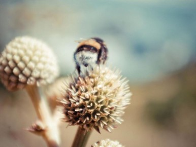 Растения, которые привлекают шершней: как защитить свой сад