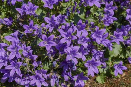 ����� ������� ������������� ��� ��������