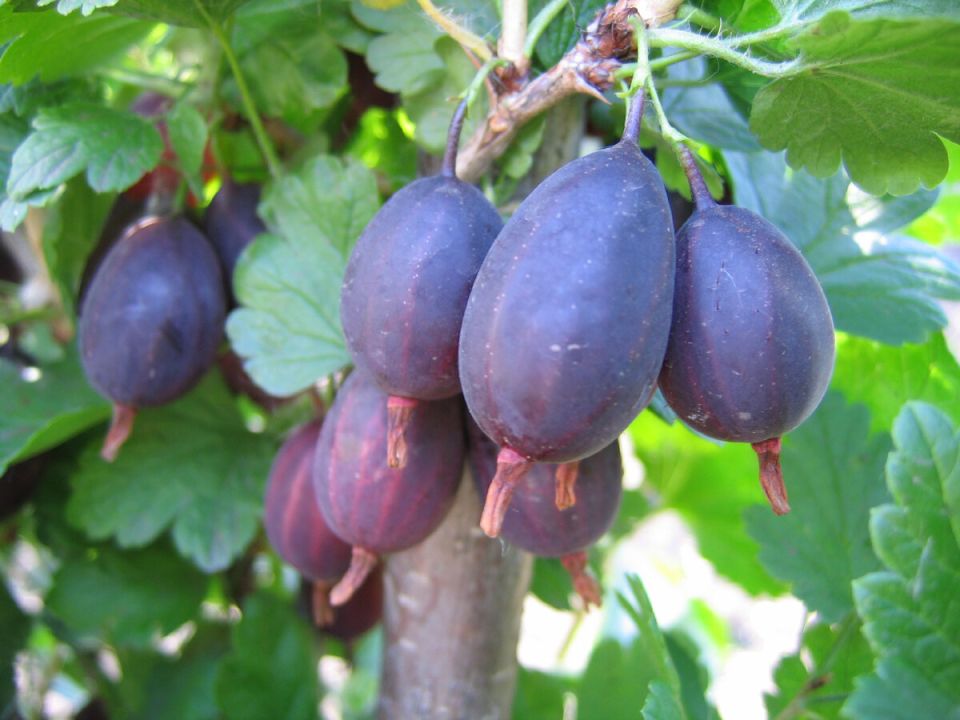 ��������� ��� �����: ����� ��� �������� ����