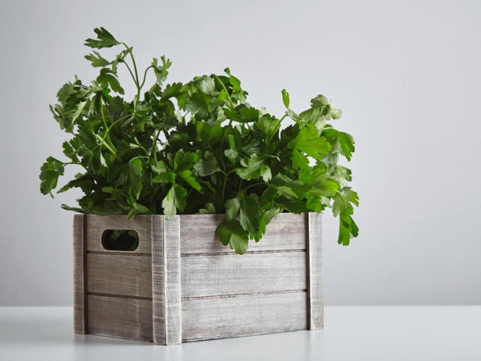 �������� �� ������: ��� ������� ��������� ������� ��� �����