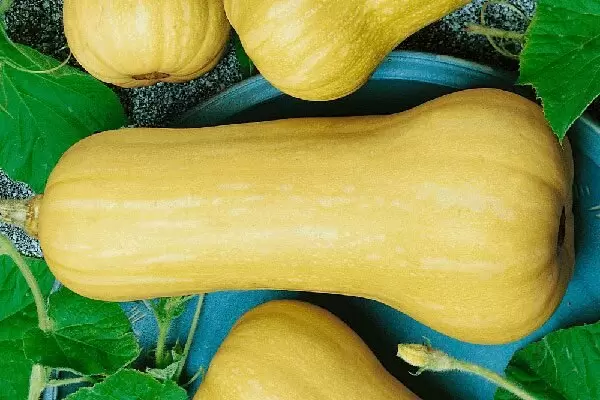 Кабачок Ореховый: секреты успеха для каждого огородника