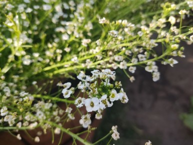 ��� ������ ��� �� ������������� ������: ������ �� ������ ��������