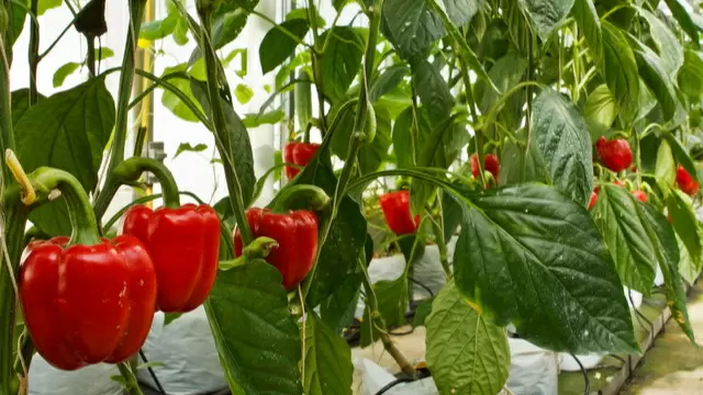 Как зольная подкормка превращает ваши перцы в настоящие шедевры