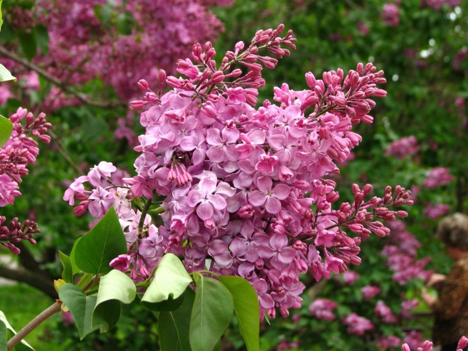 ������ ��� ������ ����: ��������� ����� ��� ������� ��������