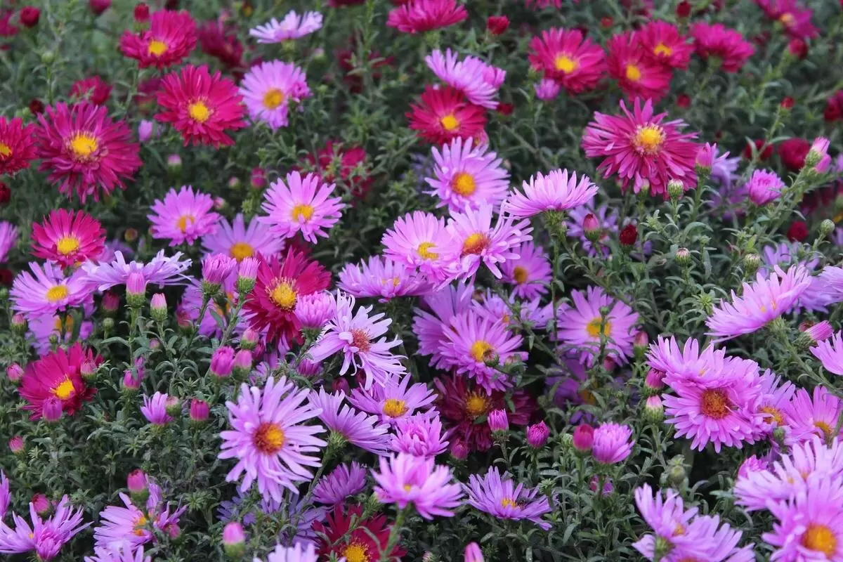 Секреты ухода за астрами: как добиться пышного цветения в сентябре