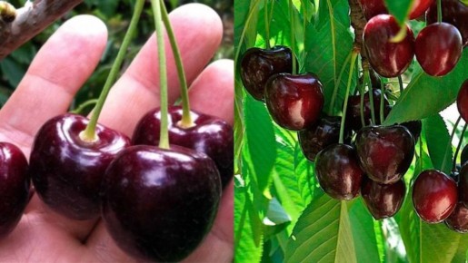 Простой и эффективный способ защитить черешню от птиц