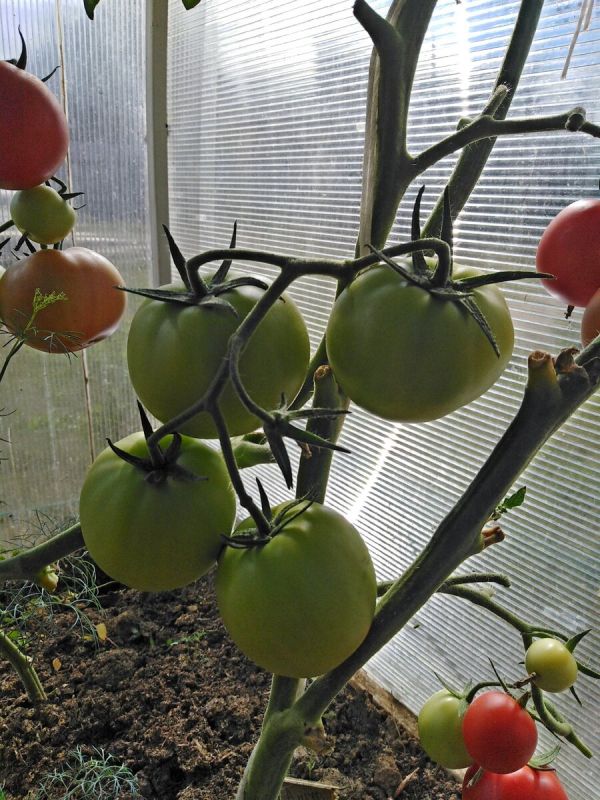 ������������ �������: ������ ������� ������� � ����� ��������� ������