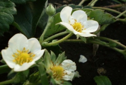 ����� �������������� �������� �����: ��� ������� ������ ���������