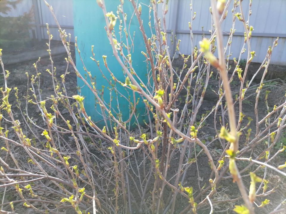 ����������� ������ ������ ��������� ������