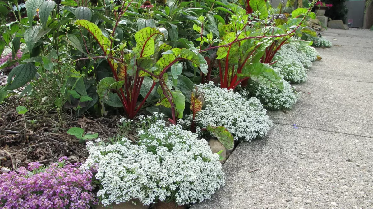 Непривычные осенние цветы: как клумбы продолжают сверкать даже при морозах