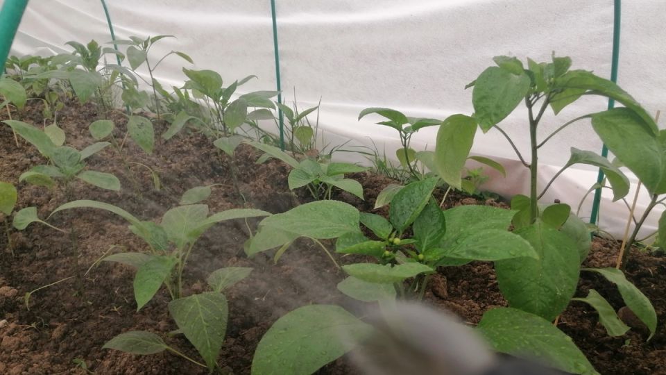 ��� ������ ����� ������� �������� ����� ������ �� ������: ����������� ����������