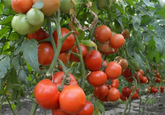 ����� ��������: ���������� ������ � ������������ ��� ��������� ������