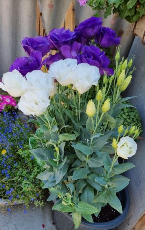 Январь: пора сажать цветы для будущего цветника