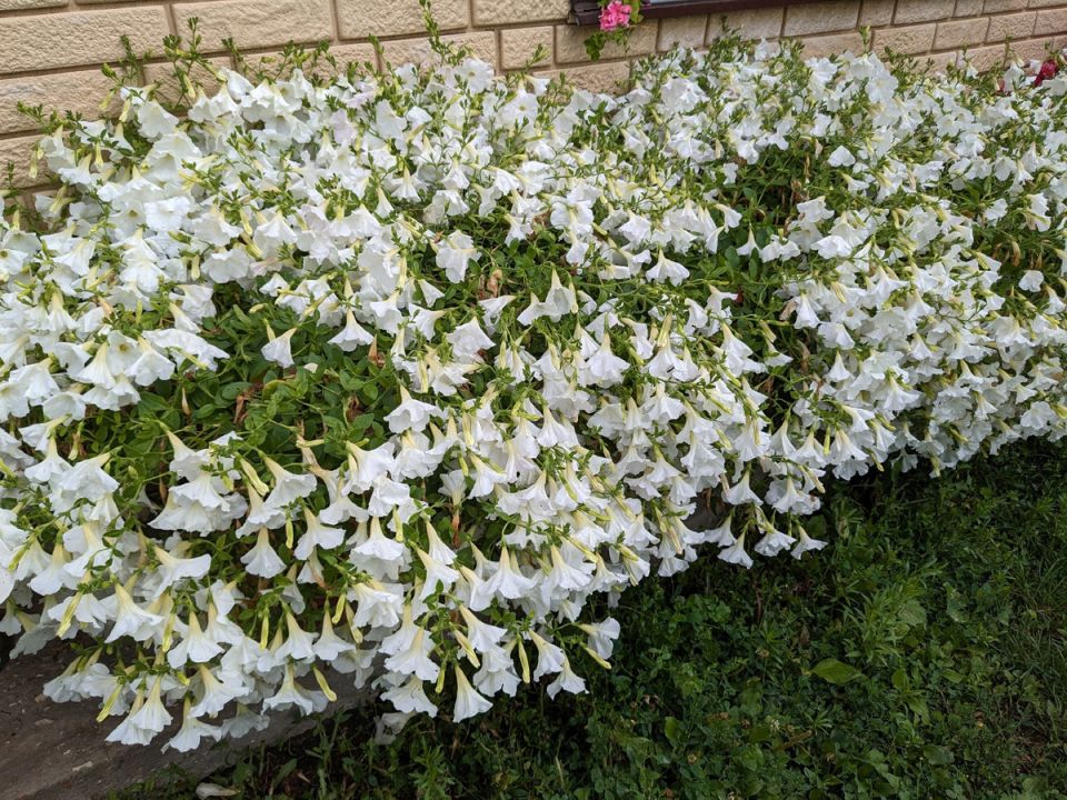 ��� ������� ��������� ������: �������� ������ � ���� ����� �����