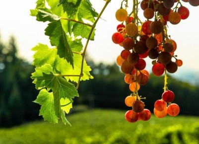 ������� ��������� ��������������: ��� �������� ������� ������ �� �������� ����