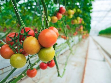 Лучшие удобрения для томатов в конце июля: секреты успешного урожая