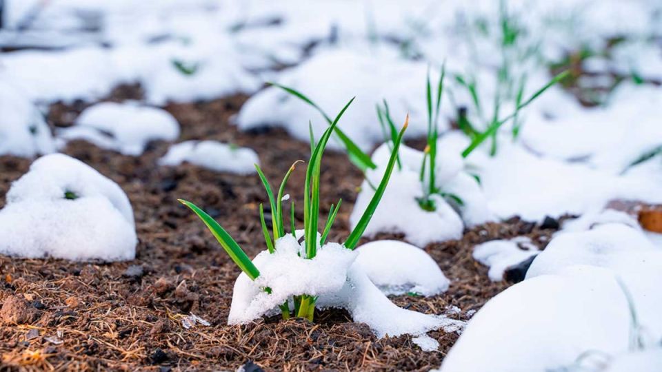 ��� ������ ��������� ������: ������� ������ ��� ��������