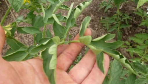 Скрученные листья: сигналы бедствия в саду