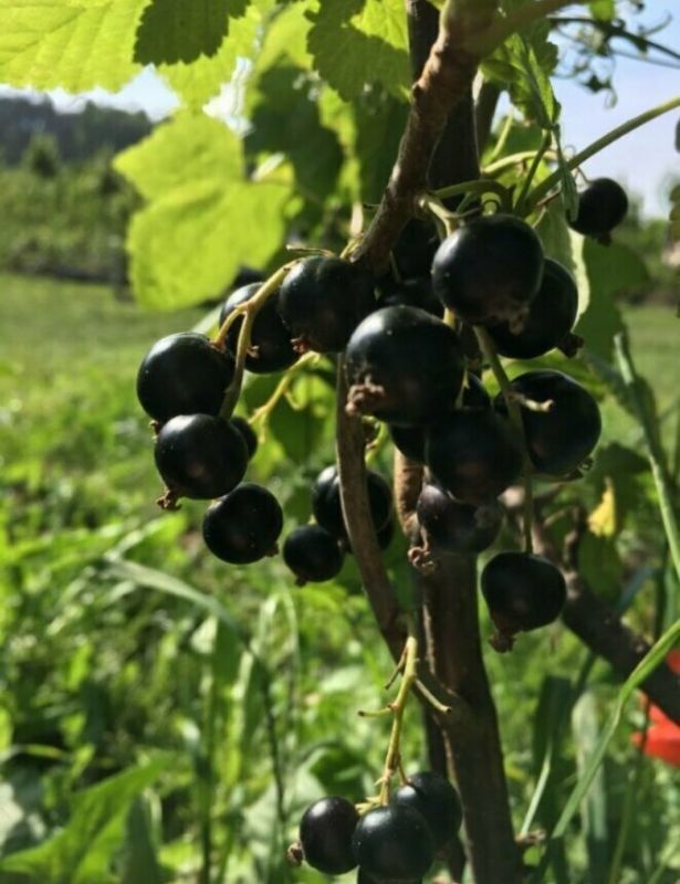 ������ ���� �� ���������� �����: ������� ������ � �� �����������