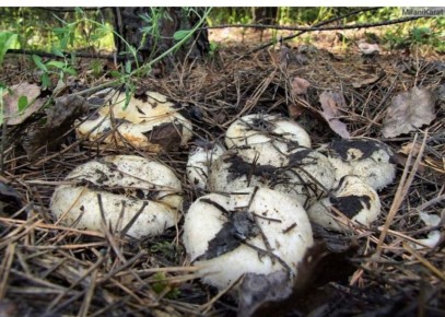 Грибная экосистема: Как взаимодействие человека и природы способствует росту груздей