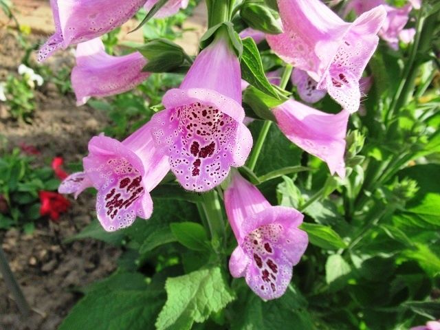 �����������: ������� ������ ��� ������ ��������