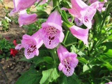 Наперстянка: изящный акцент для любого цветника