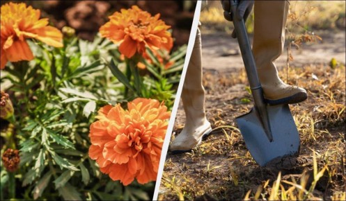 Как бархатцы могут преобразить ваш огород: секреты опытных садоводов